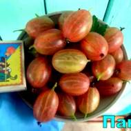 Саженец Крыжовник Пакс в контейнере